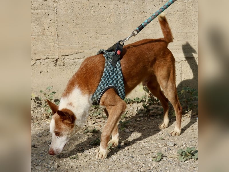 Jota - lässt sich gerne anfassen, freundlich und zutraulich