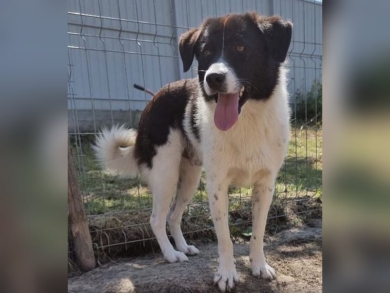 Ike - verschmust und freundlich