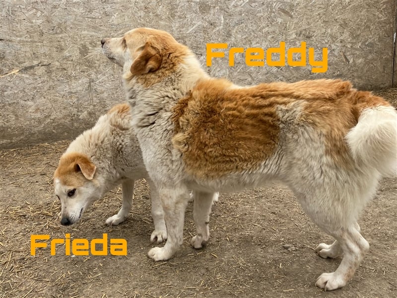 Freddy & Frieda - interessierte Geschwister