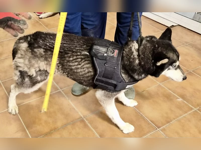 Jacki - neugierig, klug und verschmust RESERVIERT