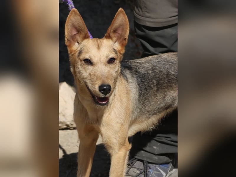 Estela - familiengeignet, zutraulich und aufmerksam