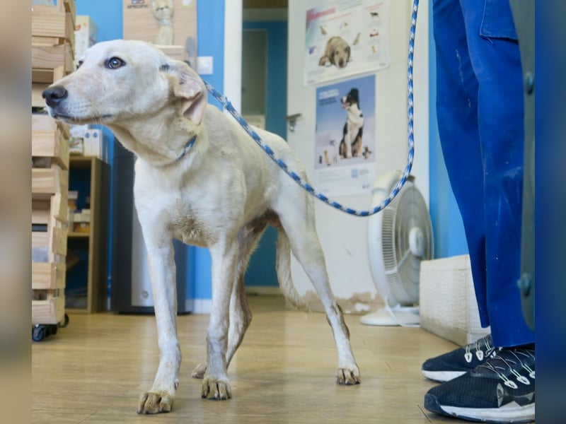 Jacinto - verspielt, freundlich und lernwillig