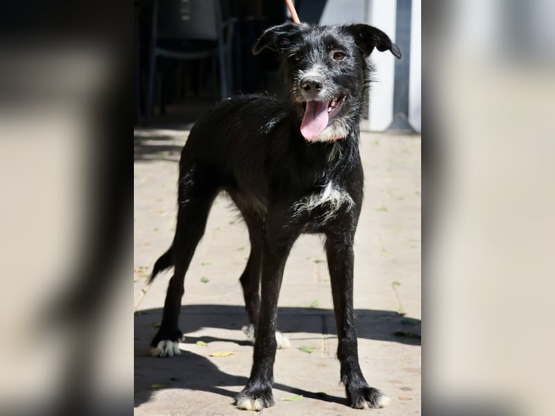 Pati, menschenbezogen, sanft, sehr sozial