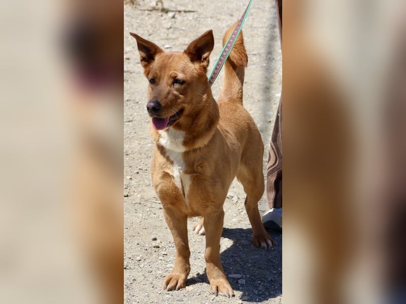 Nala - vertraut den Menschen und lebensfreudig