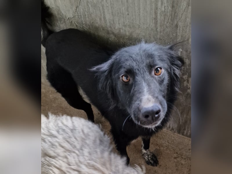 Cindy - verschmust und interessiert