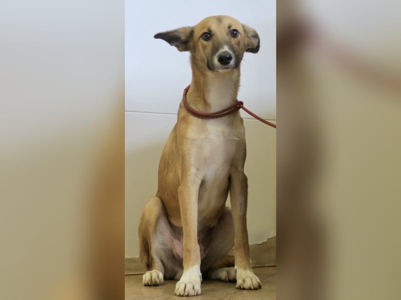 Pichichus, jung,lernwillig und aufgeschlossen