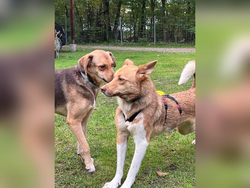 Andorra - freundlich und verträglich - BEREITS IN DEUTSCHLAND