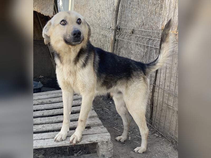 Clemens - neugierig und agil