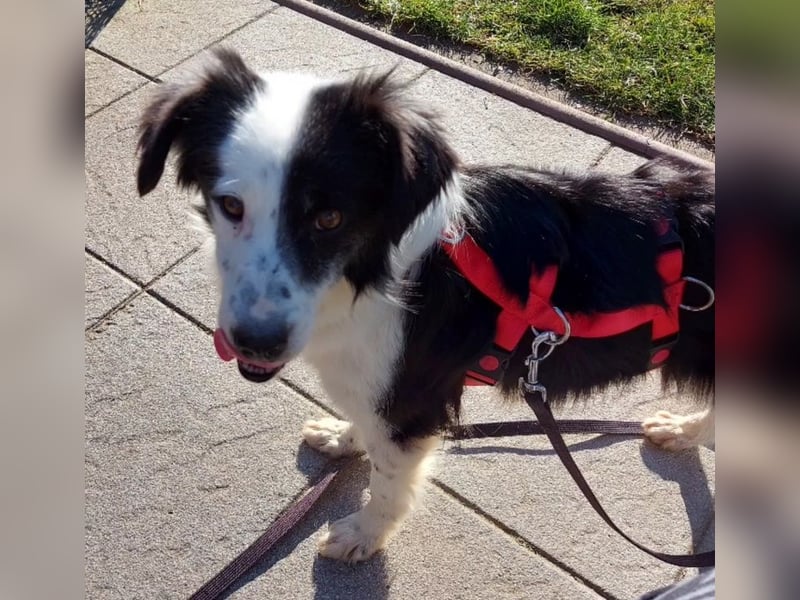 Lilli - verschmust und lernwillig -BEREITS IN DEUTSCHLAND