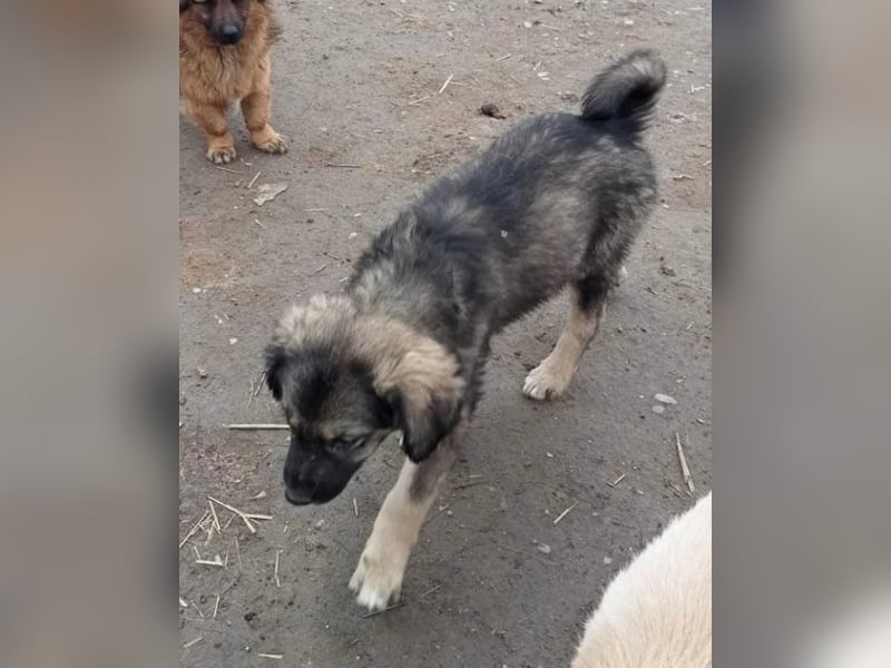 Gismo - verträglich und schüchtern