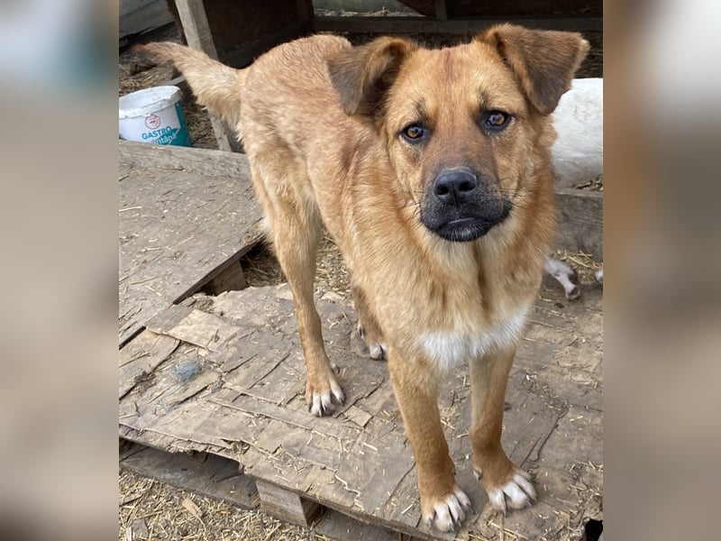 Hazel - aufgeschlossen und neugierig