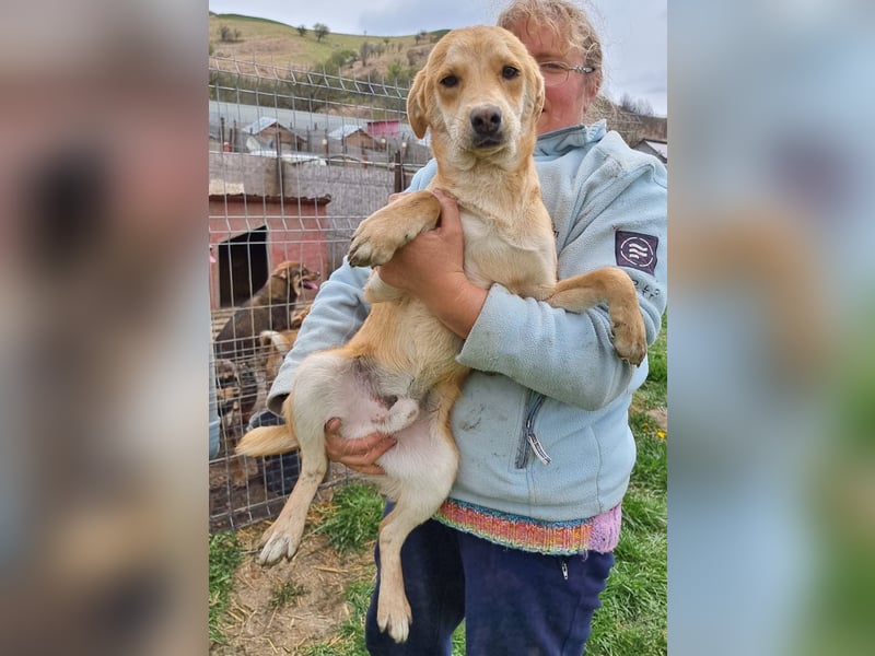 Findus - neugierig und verschmust