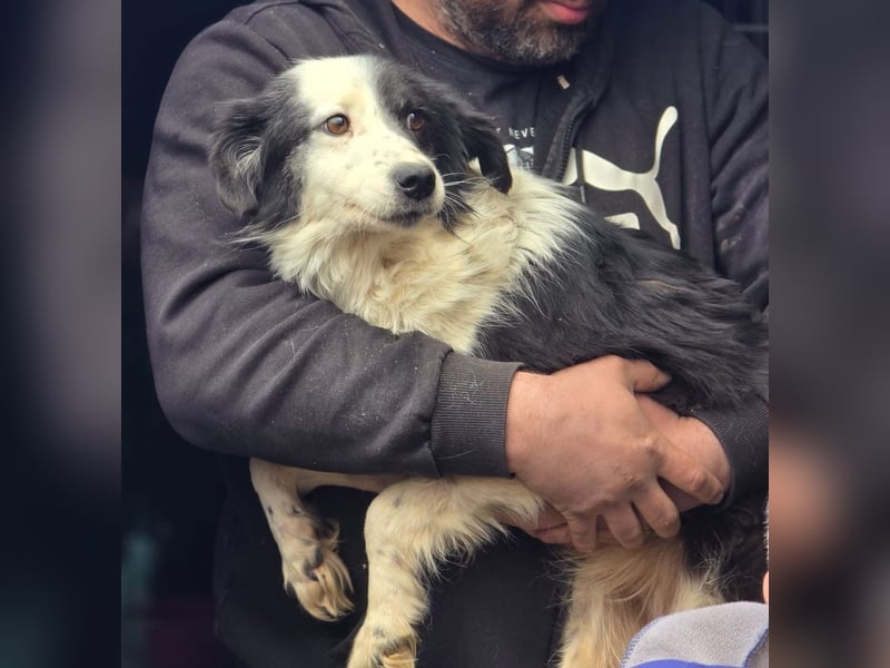 Lilli - verschmust und lernwillig -BEREITS IN DEUTSCHLAND