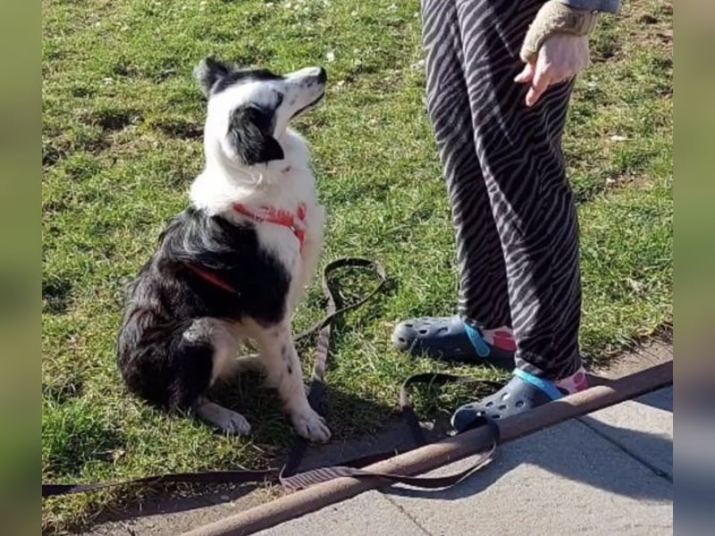 Lilli - verschmust und lernwillig -BEREITS IN DEUTSCHLAND