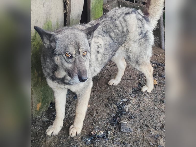 Lolita - freundlich und neugierig