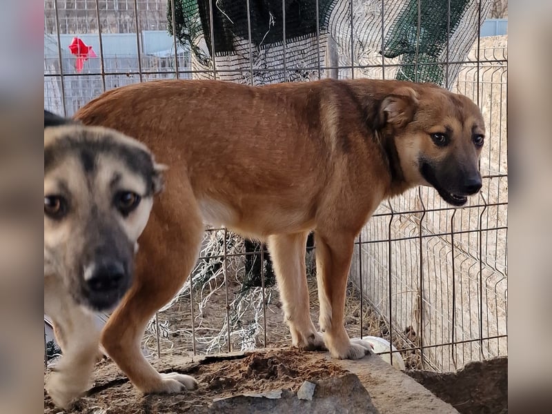 Cara - verträglich und schüchtern