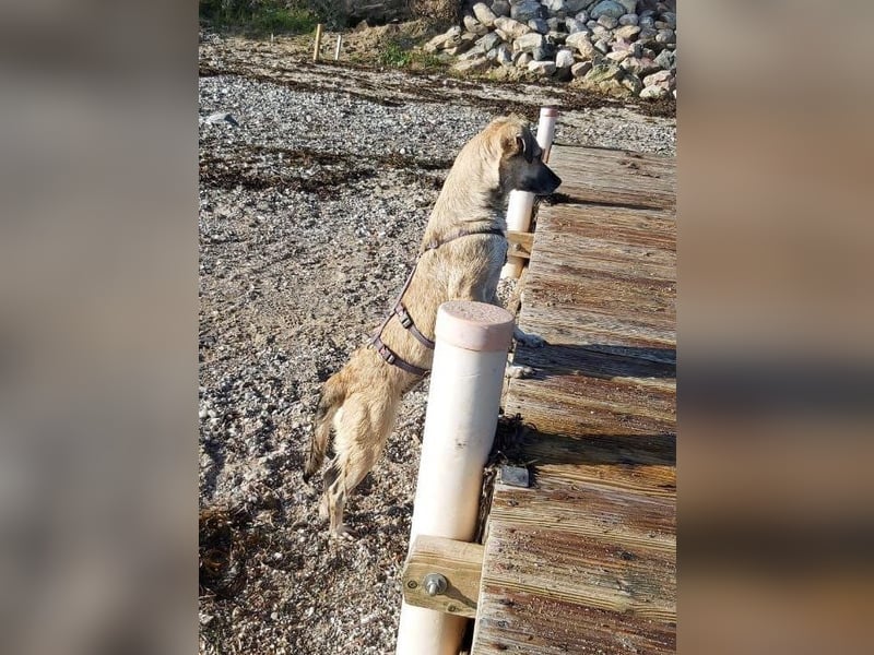 Caya - freundlich und verschmust - BEREITS IN DEUTSCHLAND