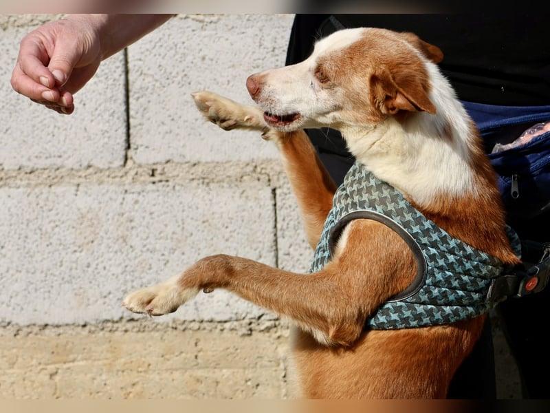 Jota - lässt sich gerne anfassen, freundlich und zutraulich