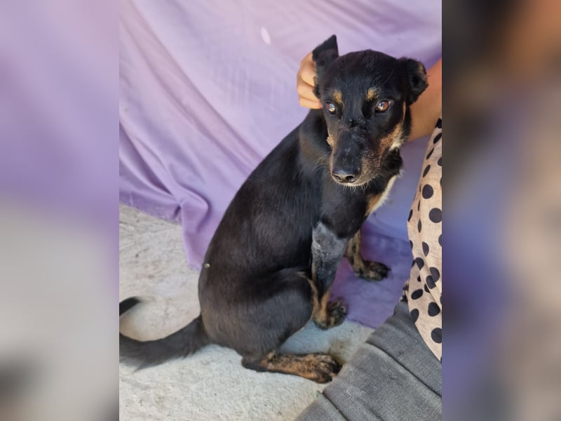 Melvin - neugierig und verspielt