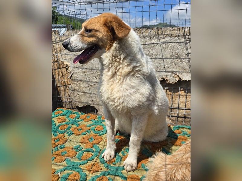 Lucy - interessiert und verträglich