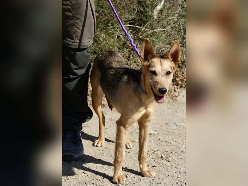 Estela - familiengeignet, zutraulich und aufmerksam