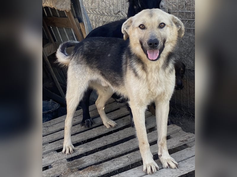 Clemens - neugierig und agil