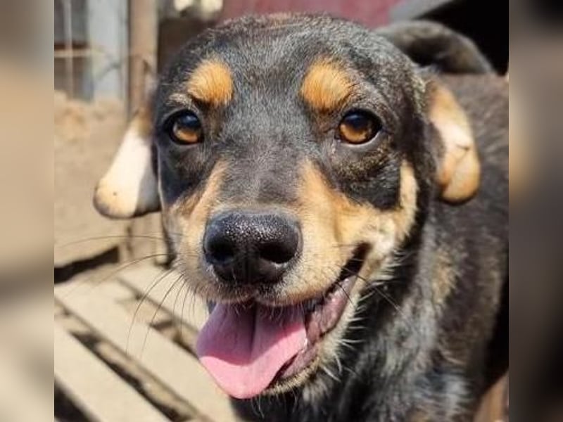 Lenni - freundlich und neugierig