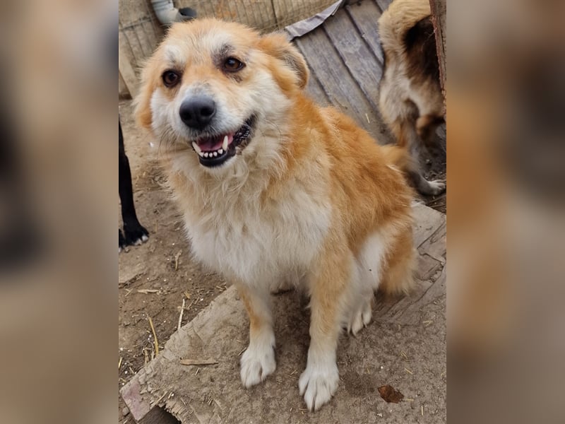 Magic - verschmust und zutraulich