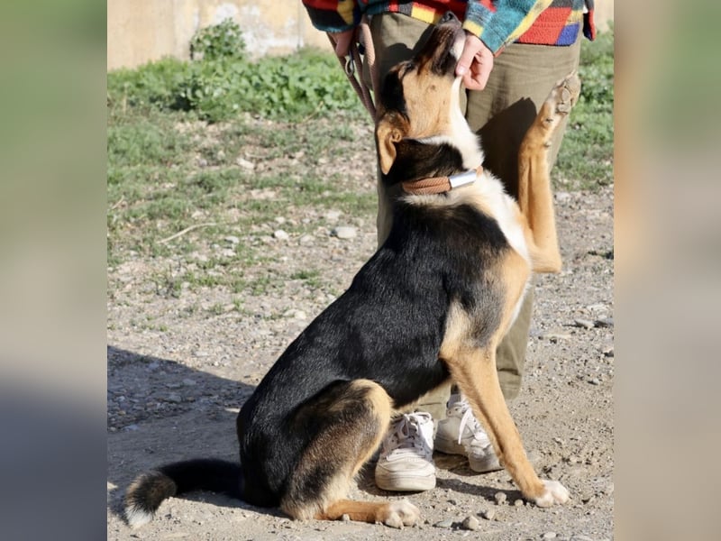 Violeta, zurückhaltend,. verschmust, freundlich