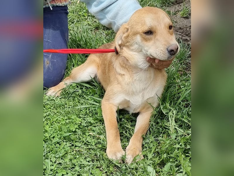 Findus - neugierig und verschmust