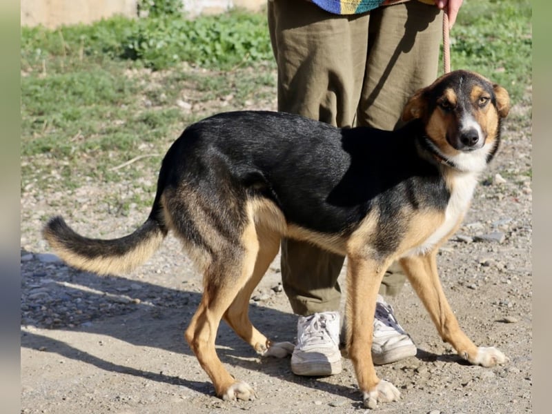 Violeta, zurückhaltend,. verschmust, freundlich