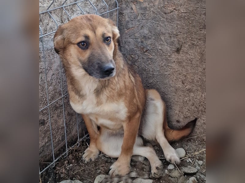 Cara - schüchtern und verträglich
