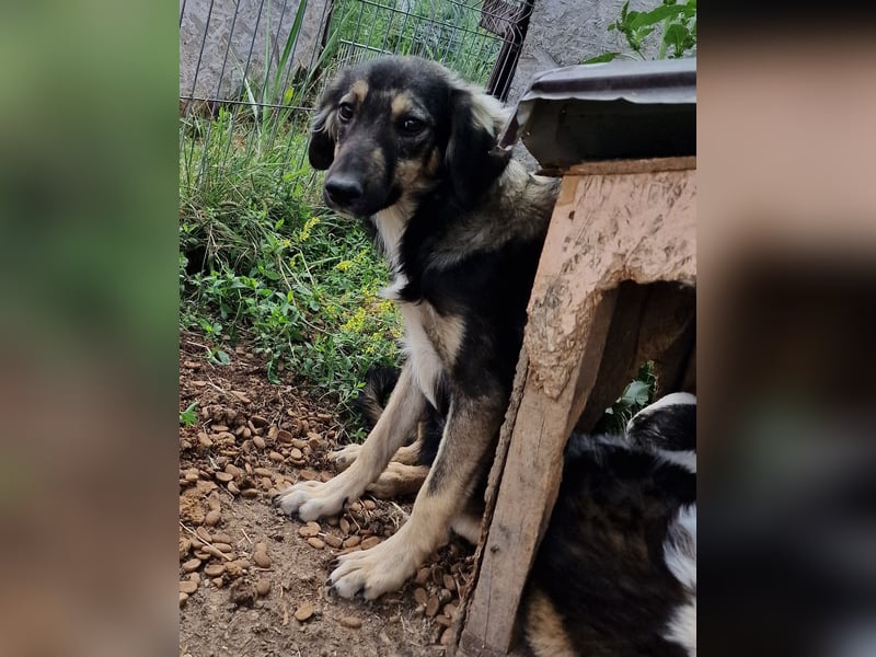 Gismo - verträglich und schüchtern