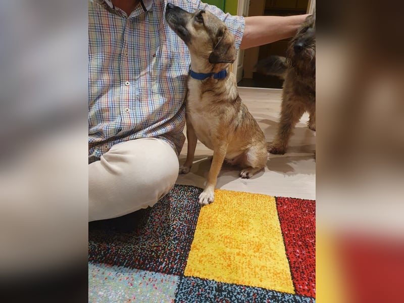 Caya - freundlich und verschmust - BEREITS IN DEUTSCHLAND