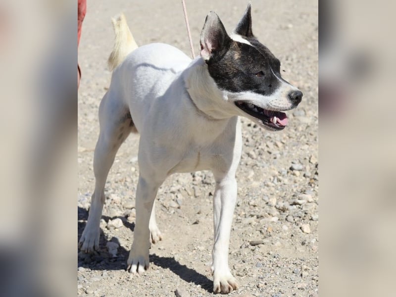 Mark - freundlich, lernwillig und bewegungsfreudig