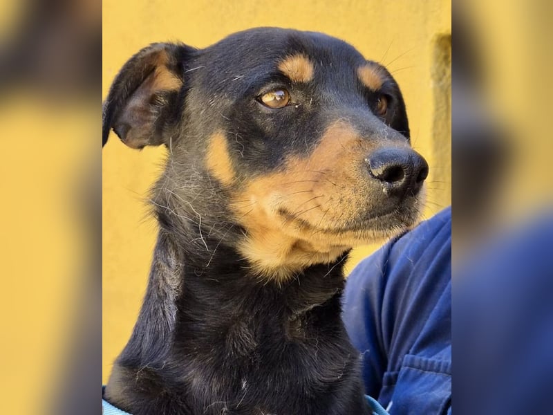 Kevin - familiengeignet, zutraulich und lernwillig