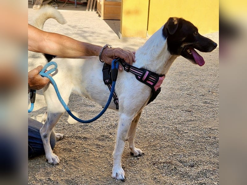 Kathi, zutraulich, verschmust und freundlich