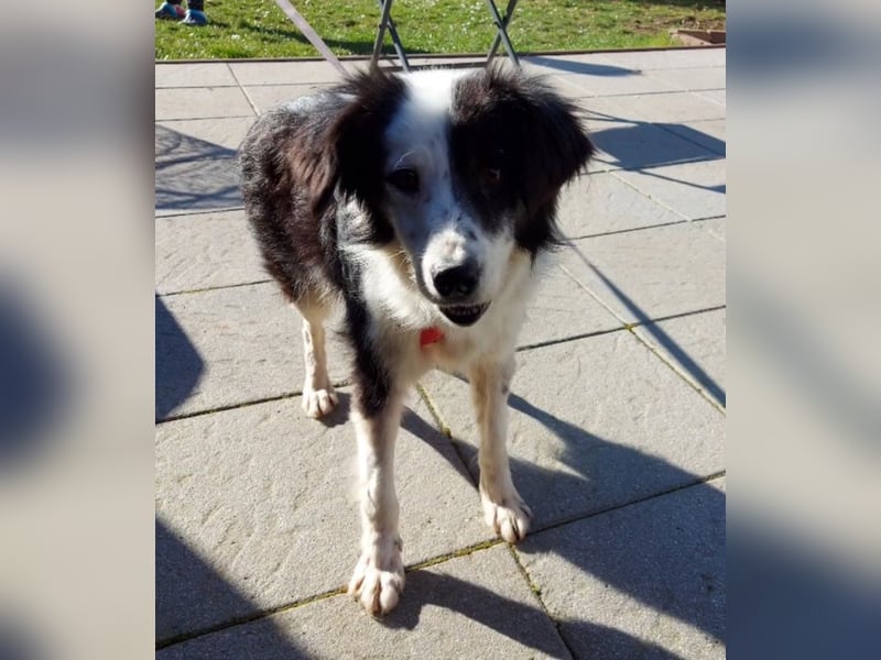 Lilli - verschmust und lernwillig -BEREITS IN DEUTSCHLAND