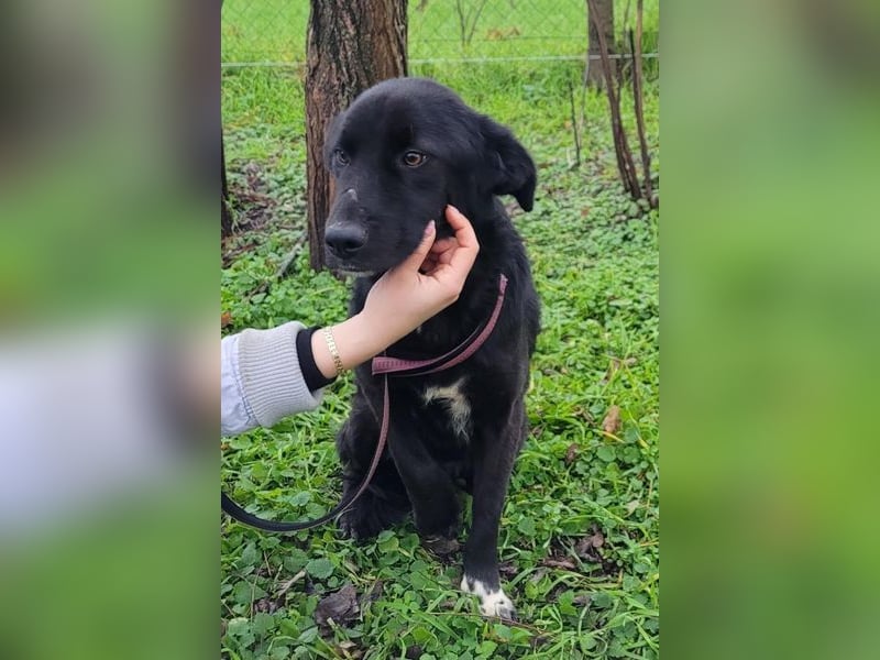 Pluto - freundlich und verschmust