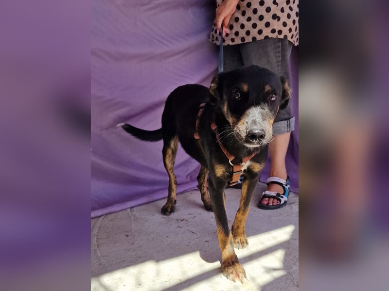 Melvin - neugierig und verspielt