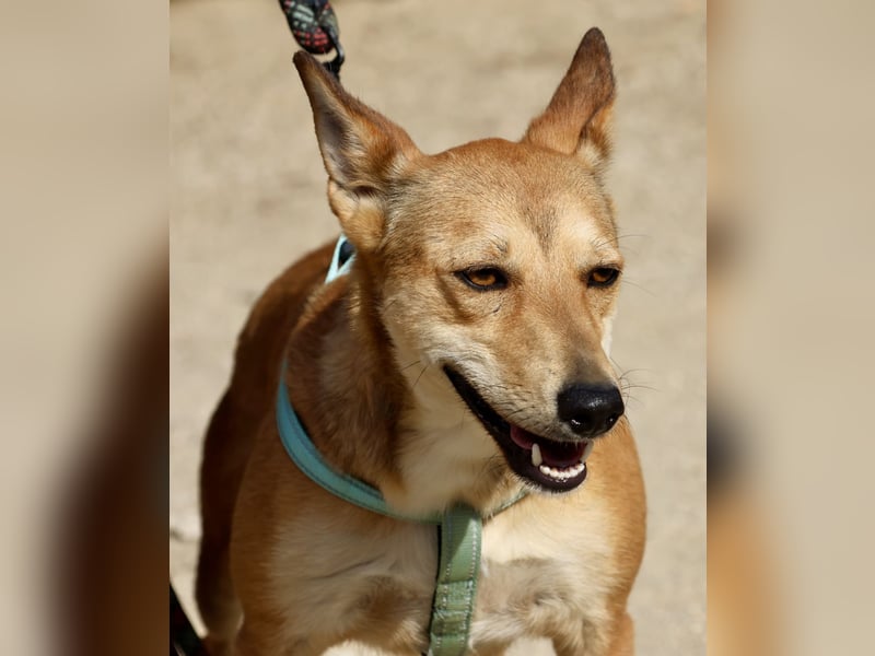 Aqua - freundlich, zuraulich und lässt sich gerne anfassen