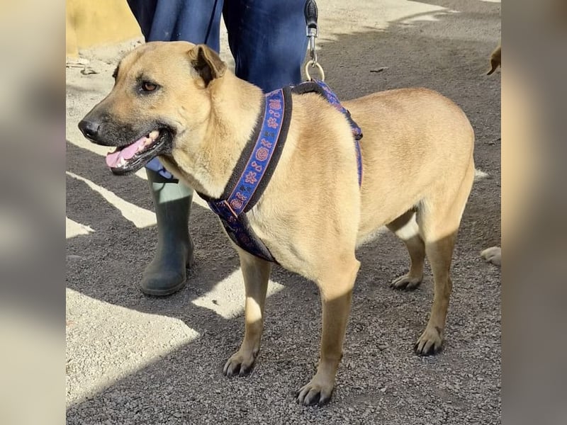 Rosie - freudlich, lernwillig und verschmust