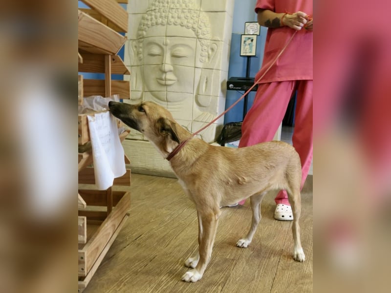 Pichichus, jung,lernwillig und aufgeschlossen