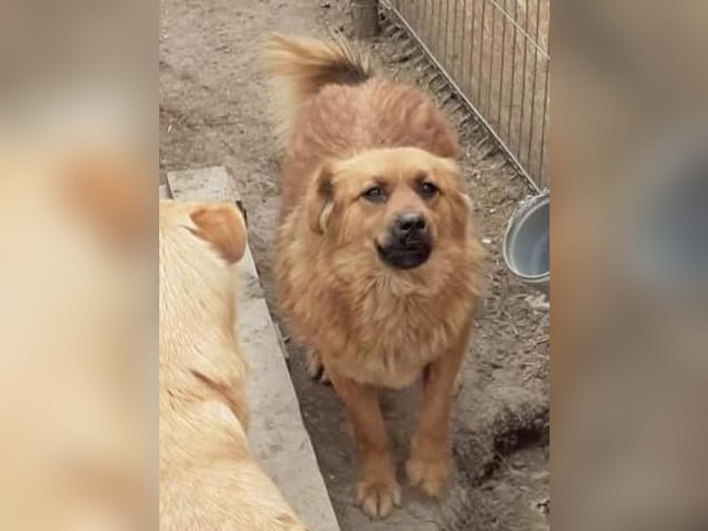 Tanuka - neugierig und interessiert