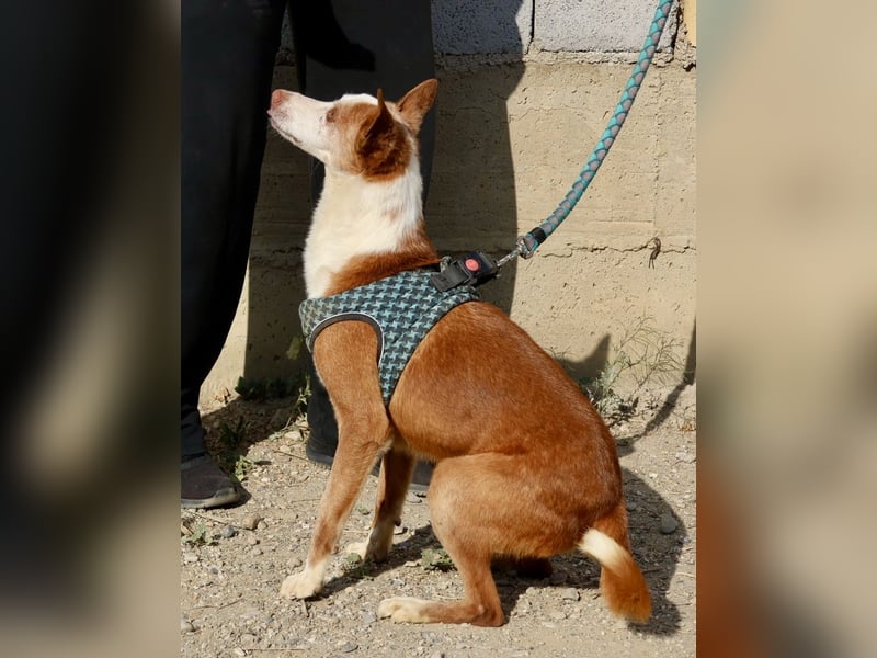 Jota - lässt sich gerne anfassen, freundlich und zutraulich