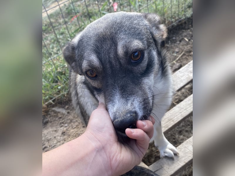 Gibbs - neugierig und aufmerksam