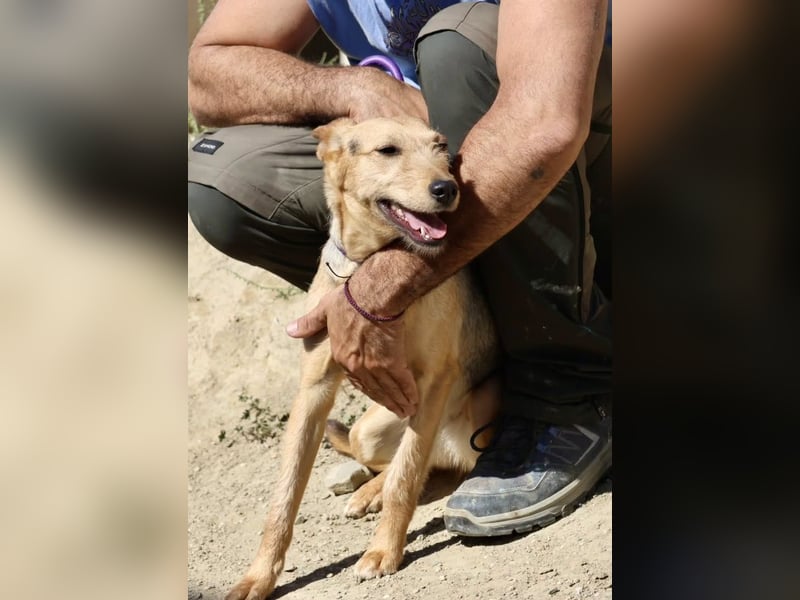 Estela - familiengeignet, zutraulich und aufmerksam