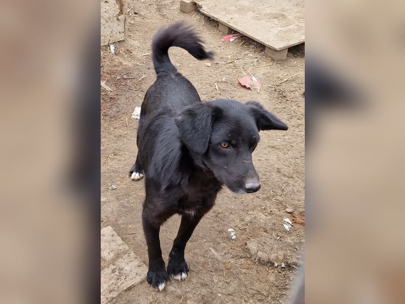 Lance - verträglich und vorsichtig