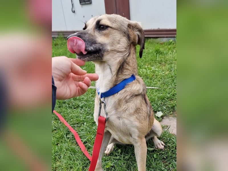 Caya - freundlich und verschmust - BEREITS IN DEUTSCHLAND