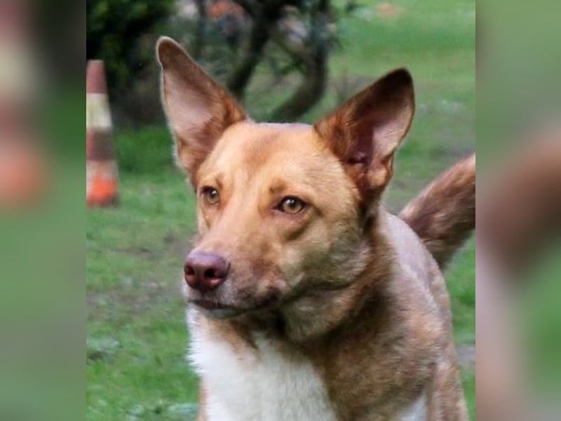 Andorra - freundlich und leinenführig - BEREITS IN DEUTSCHLAND